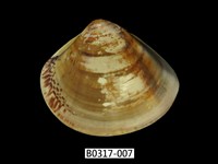 藏品(普通文蛤)的圖片